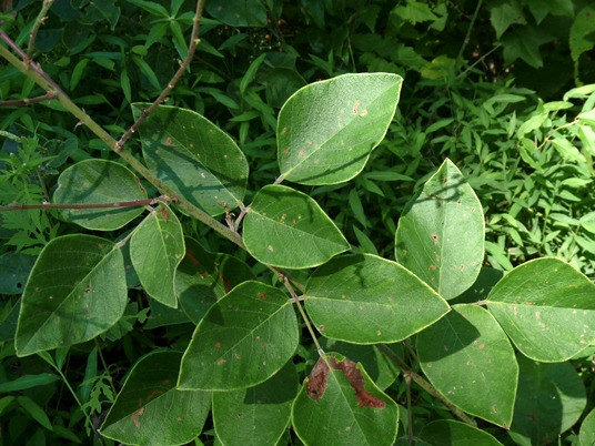 {Desmodium canescens}
